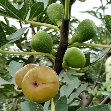 無(wú)花果