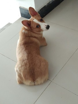 狗