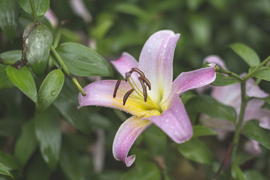 百合花素材