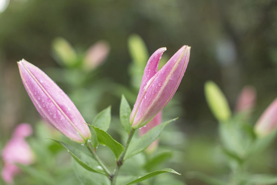百合花素材
