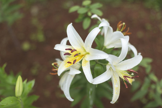 百合花素材