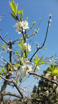 梨花綻放