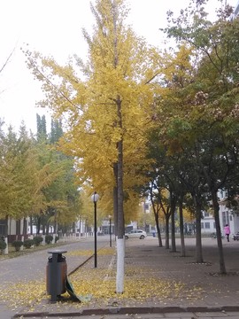 聊大的秋天