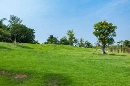 公園草地
