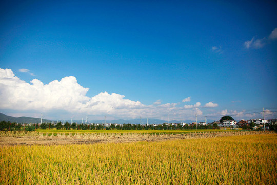 稻田