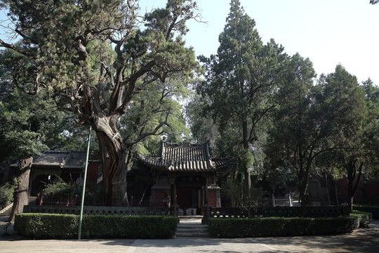 長(zhǎng)齡柏