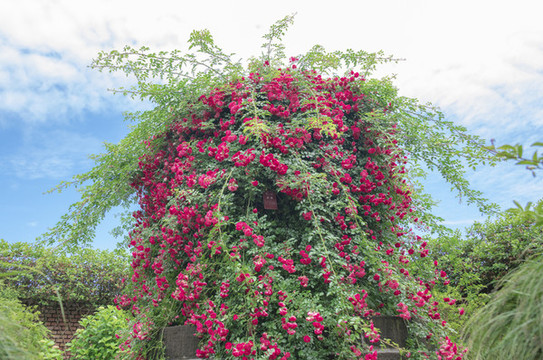 薔薇花園