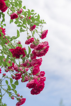 紅色的薔薇花