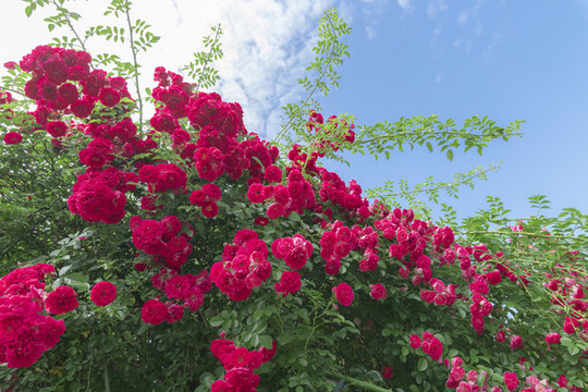 紅色的薔薇花