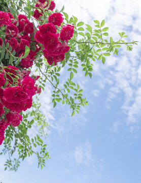 紅色的薔薇花
