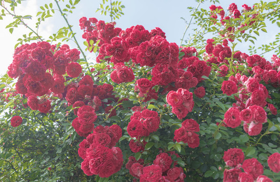 紅色的薔薇花