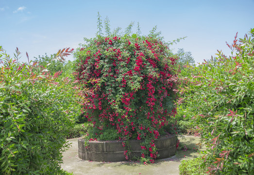 薔薇花園