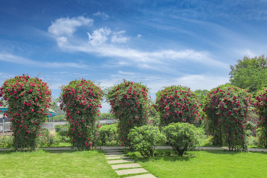 薔薇花園