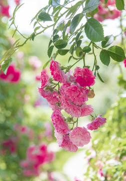 紅色薔薇花