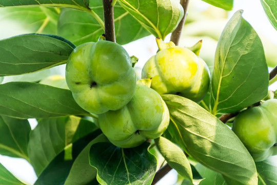 樹(shù)上的青柿子