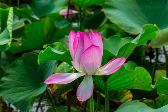 荷花