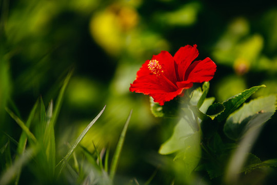 大紅花