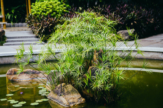 風(fēng)車草
