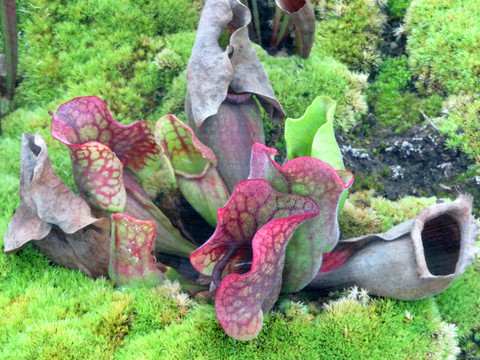 紫瓶子草
