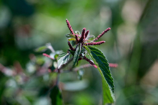 鐵莧菜