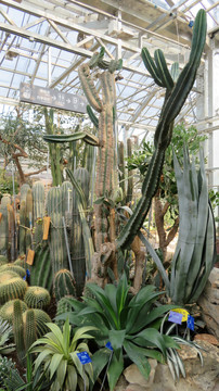 沙漠植物溫室