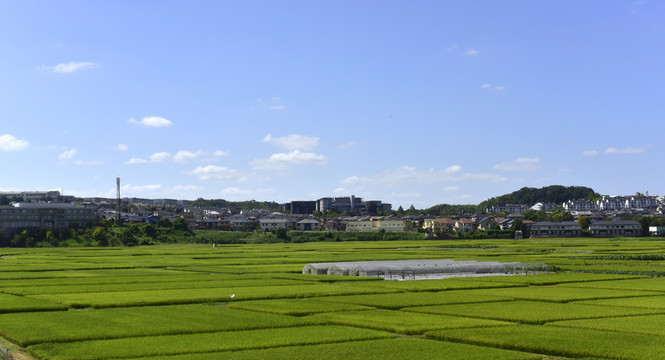 日本大阪的田野風(fēng)光