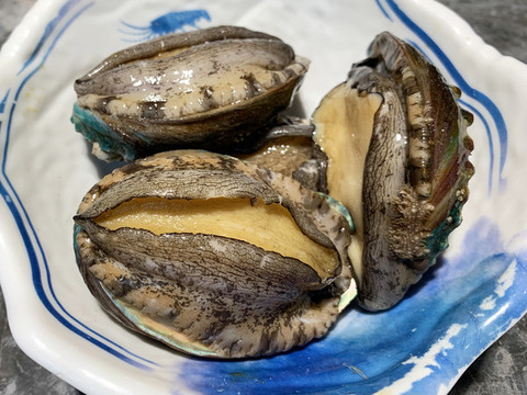 鮮活鮑魚(yú)