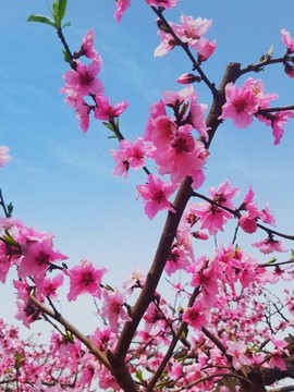 枝頭桃花盛開