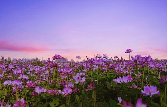 夕陽(yáng)花海