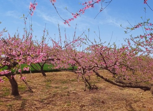 桃花林