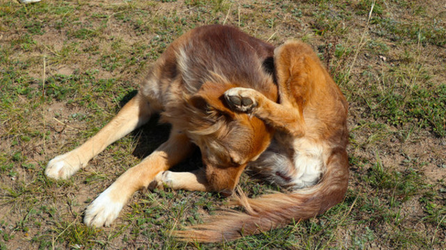 黃狗