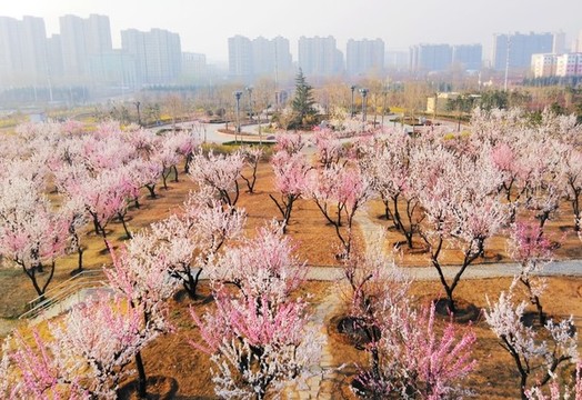 萊州市商務公園梅花