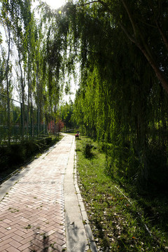 公園小路