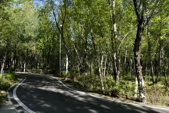 公園樹(shù)林