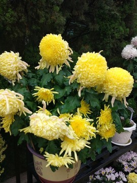 黃菊花
