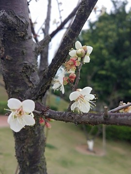 臘梅花
