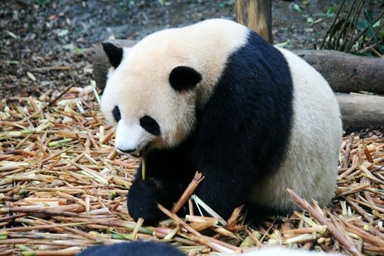 熊貓