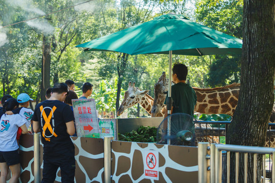 游客喂長頸鹿吃樹葉