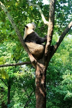 樹上的大熊貓