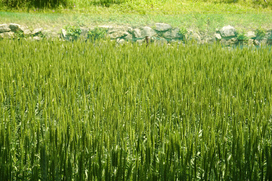 東北地區(qū)鄉(xiāng)村即將豐收的麥田