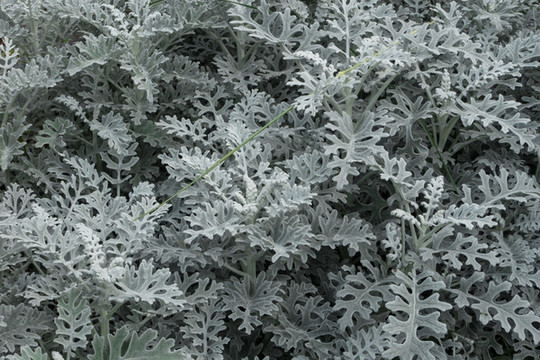 荔枝灣景區(qū)