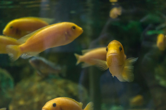 魚