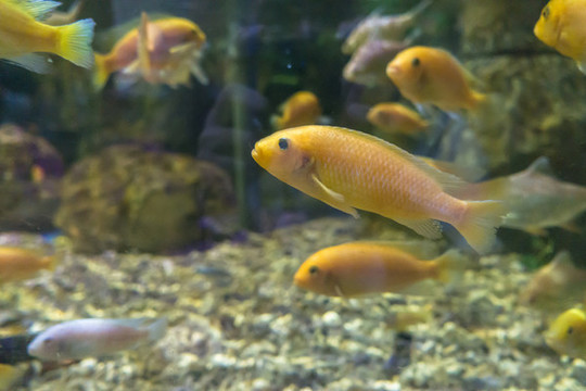 魚