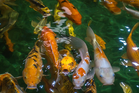 錦鯉