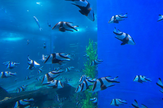 魚(yú)