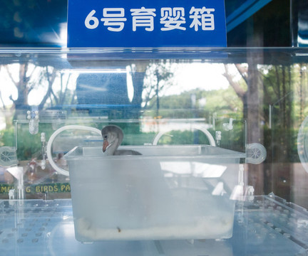 動物育嬰箱