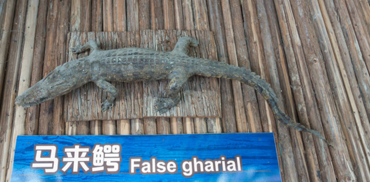 鱷魚
