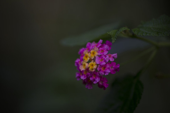 馬纓丹