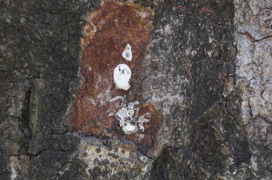 蘚苔墻壁