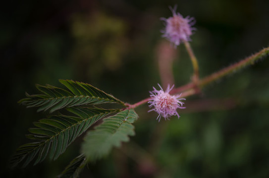 含羞草開(kāi)花